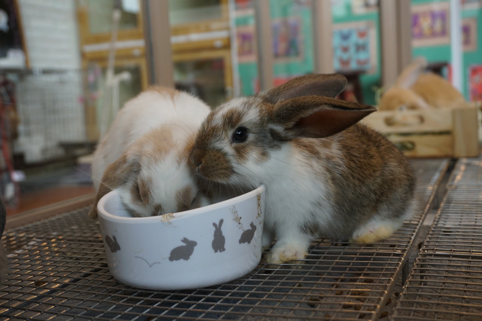 8 Best Animal Cafes in Tokyo - Japan Web Magazine