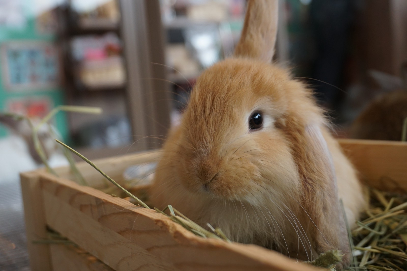 8-best-animal-cafes-in-tokyo-japan-web-magazine