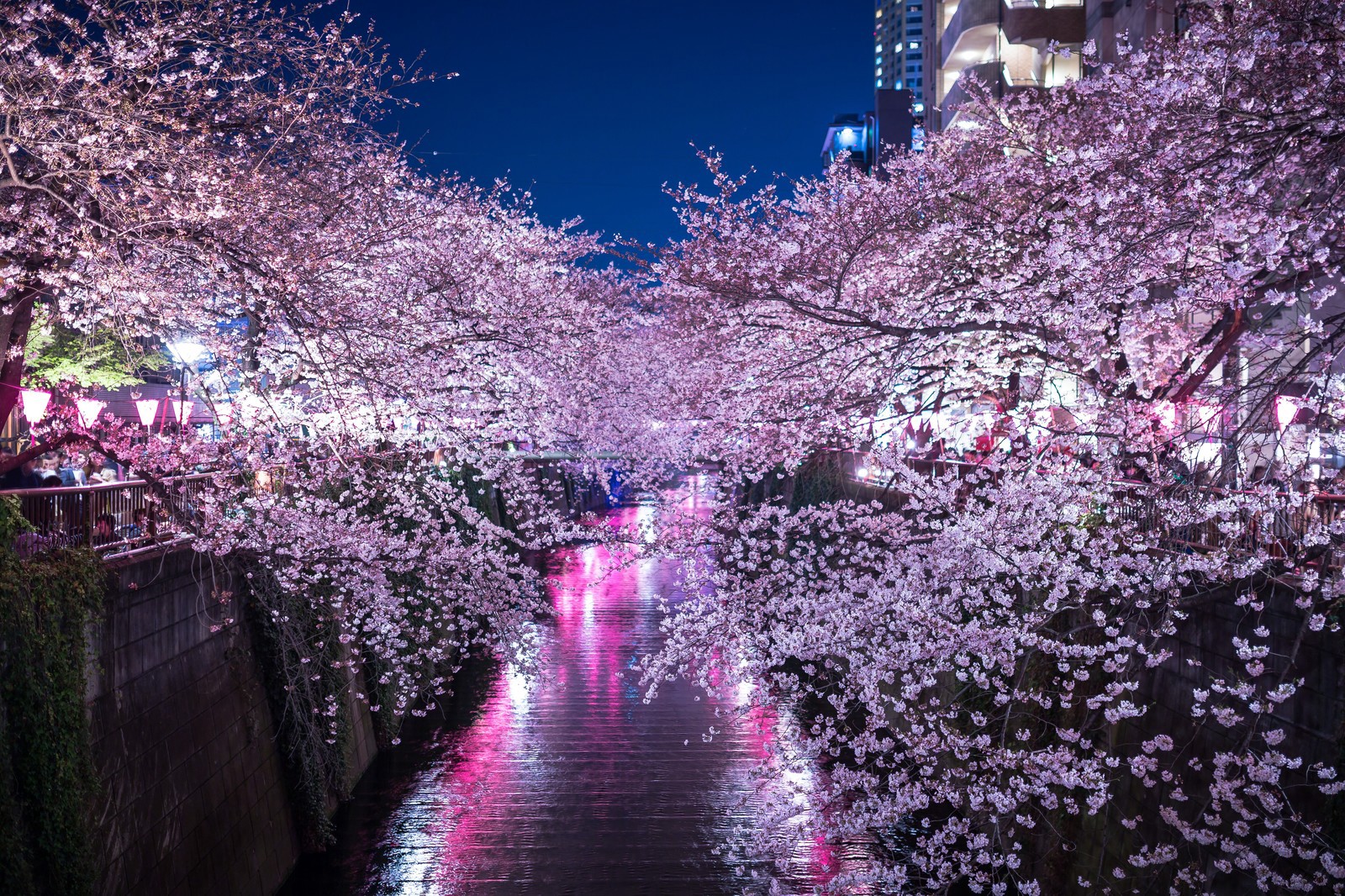 Meguro River Cherry Blossoms 2021