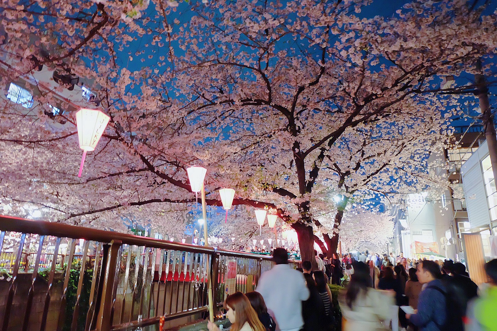Meguro River Cherry Blossoms Japan Web Magazine
