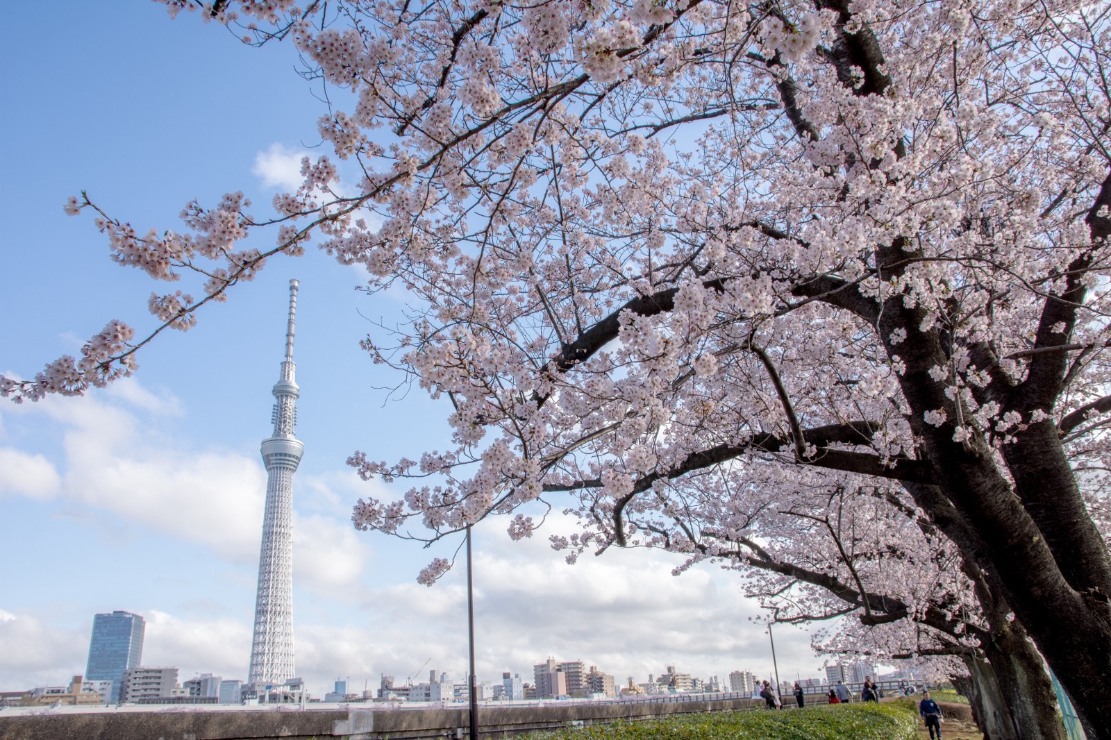 Sumida Park Cherry Blossoms Japan Web Magazine