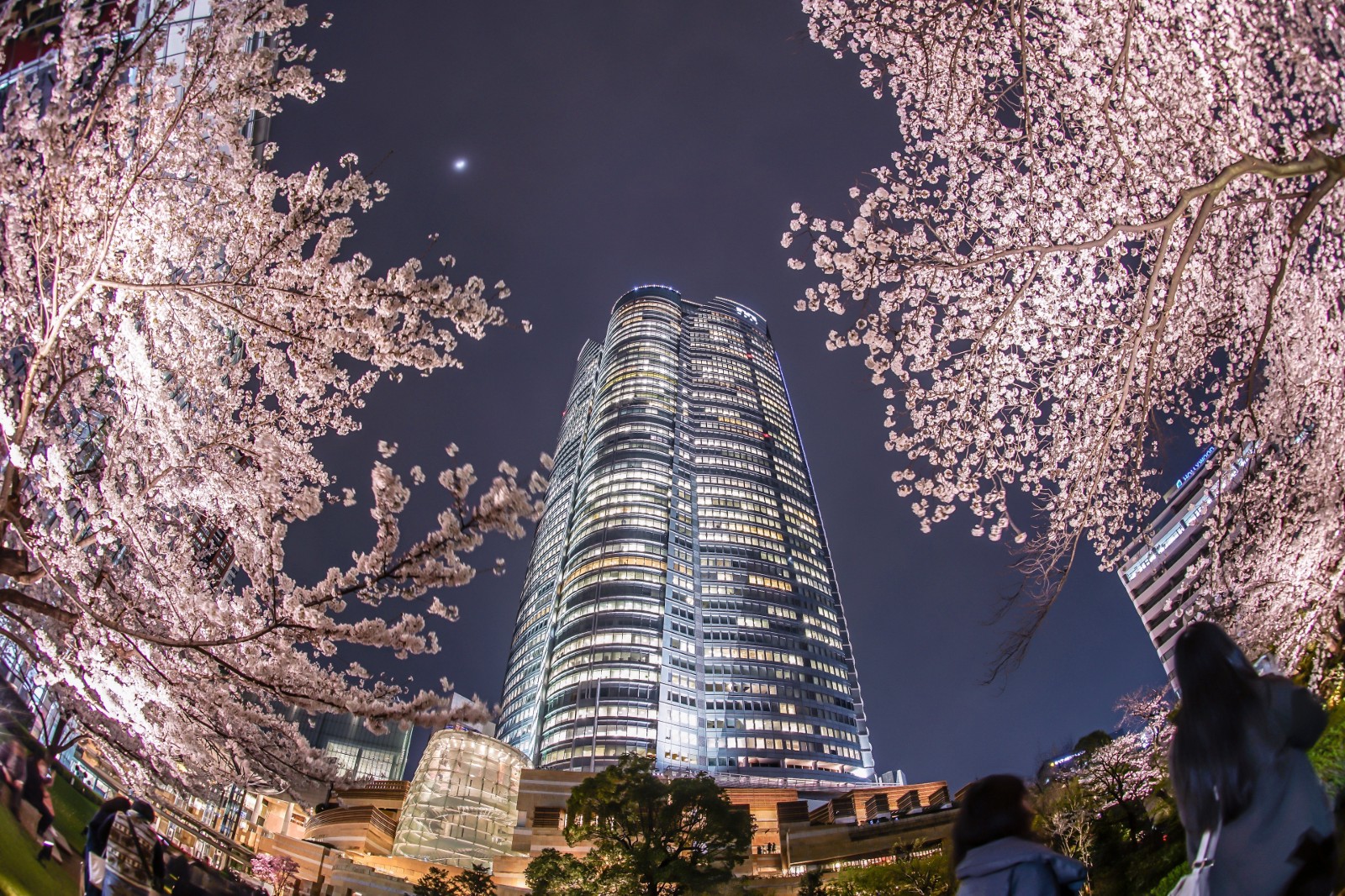 Mori Garden Roppongi Cherry Blossoms