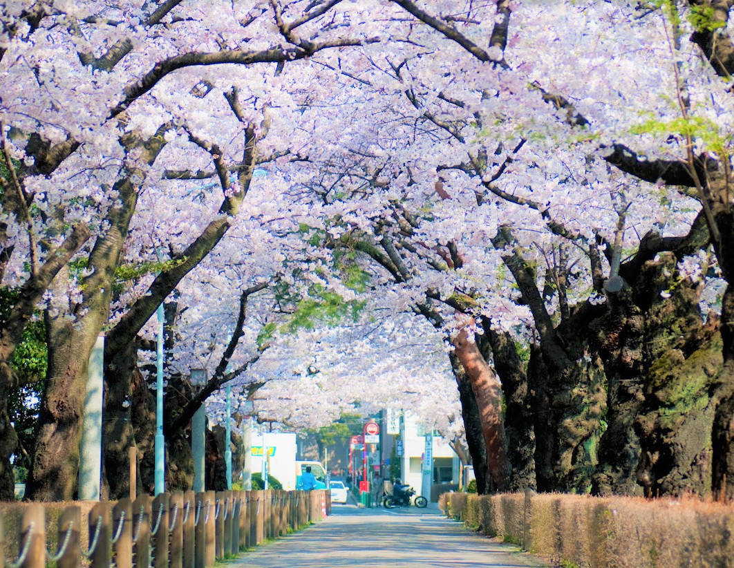 Aoyama Cemetery Cherry Blossoms 2020 Japan Web Magazine