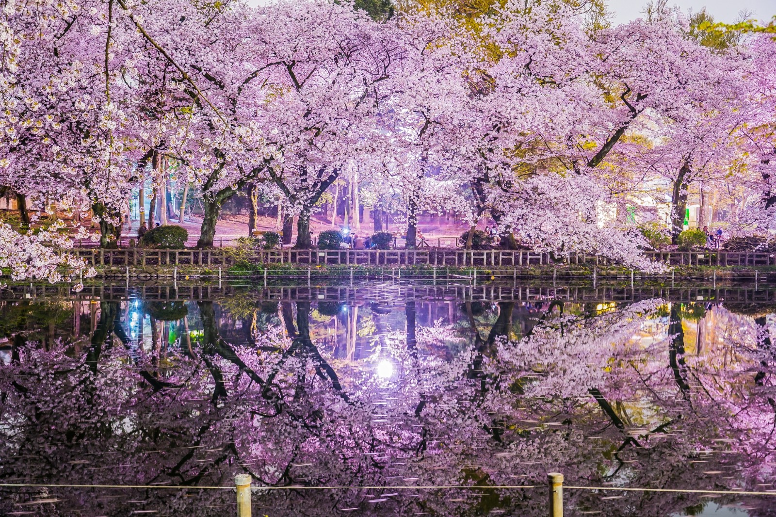 Inokashira Park Cherry Blossoms