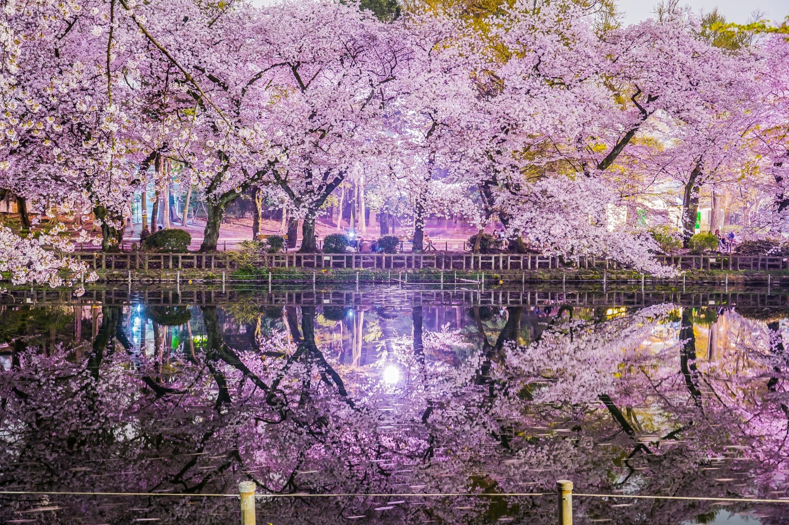 Inokashira Park Cherry Blossoms - Japan Web Magazine