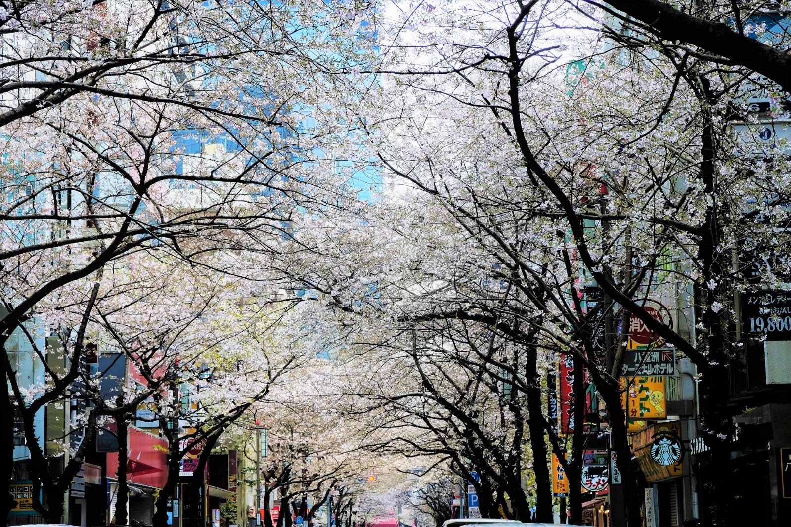 Yaesu Sakura Street Cherry Blossoms