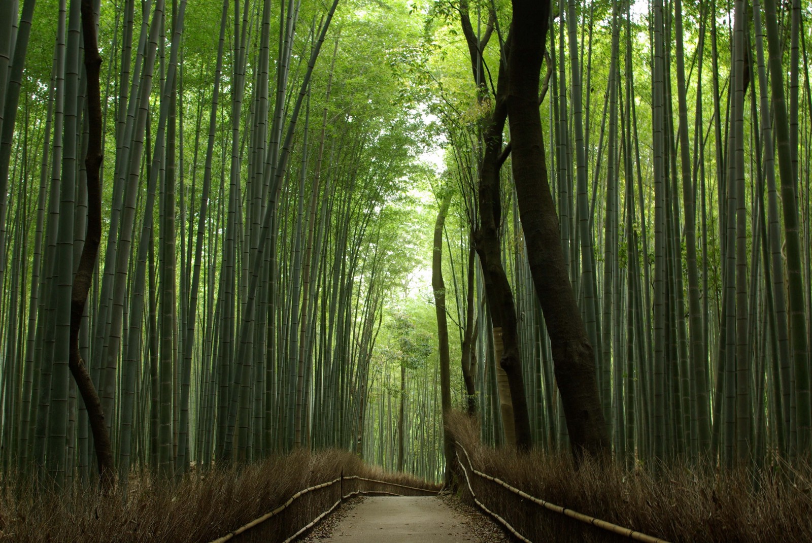 The peaceful path at the bamboo grove in Arashiyama