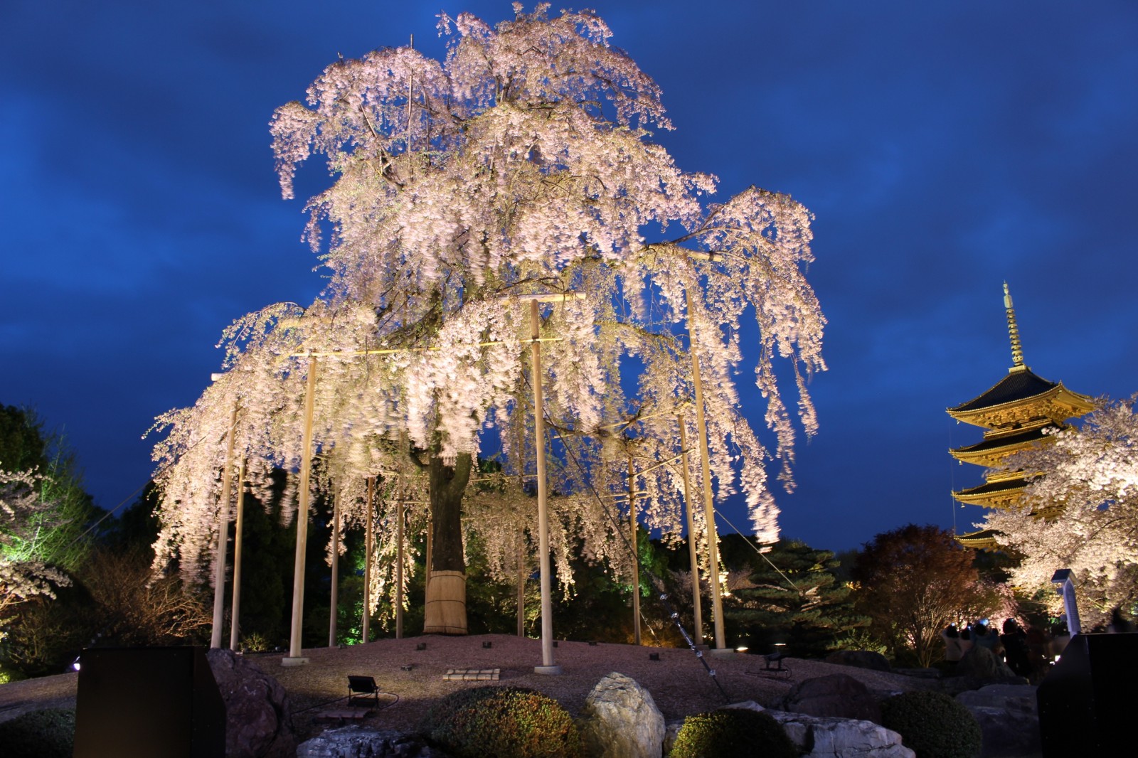 The magnificent cherry tree illuminated at night