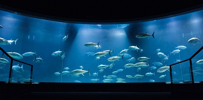 Visit these 11 aquariums near Tokyo on your next Japan trip! - Klook Travel  Blog