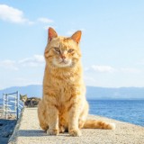 相島，福岡 - 貓！在全球六大貓愛好者的聖地之一享受樂趣！| otomo