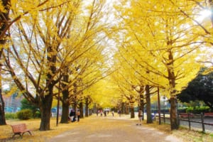 十一月的東京：最佳活動和觀光景點