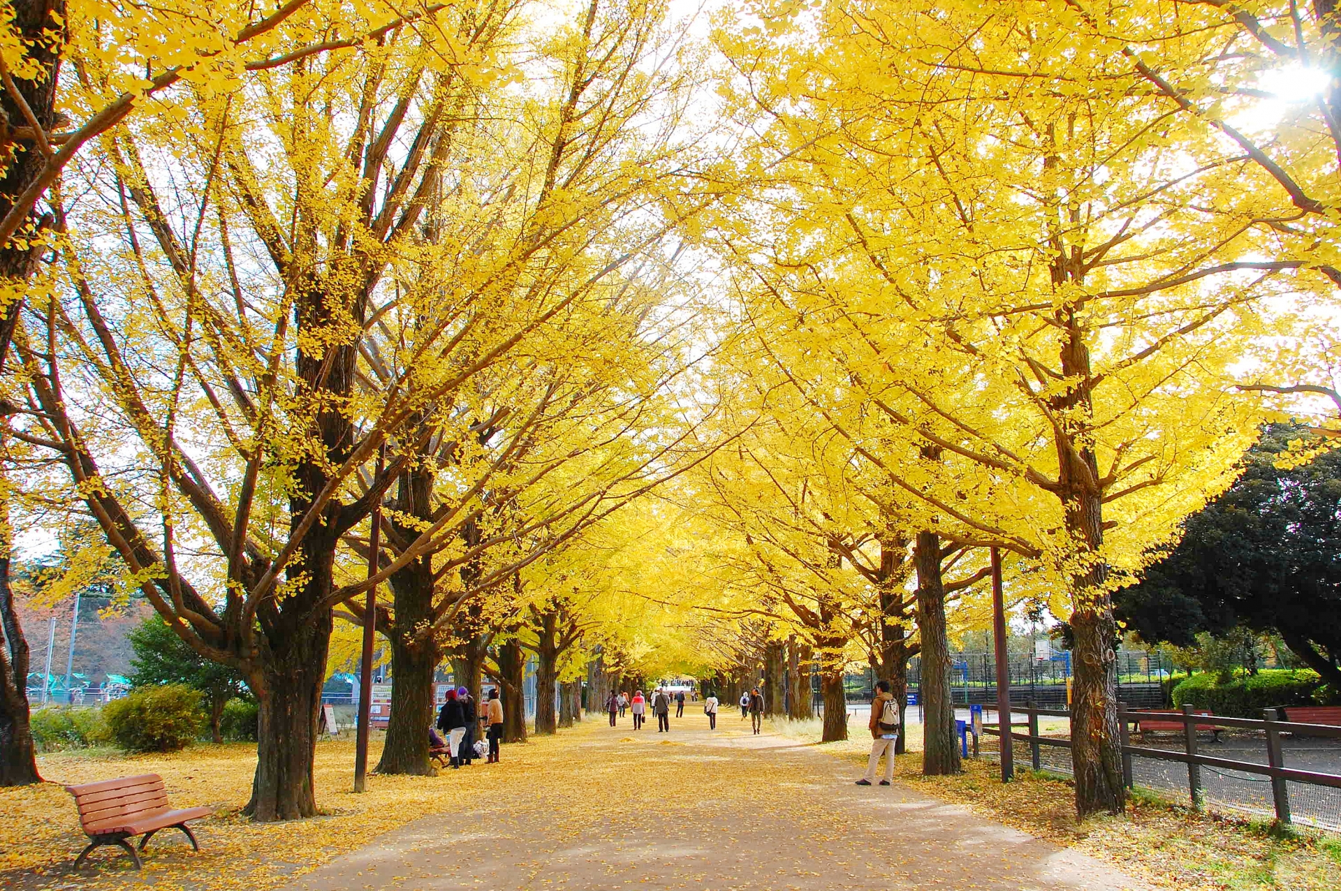 Tokyo in November