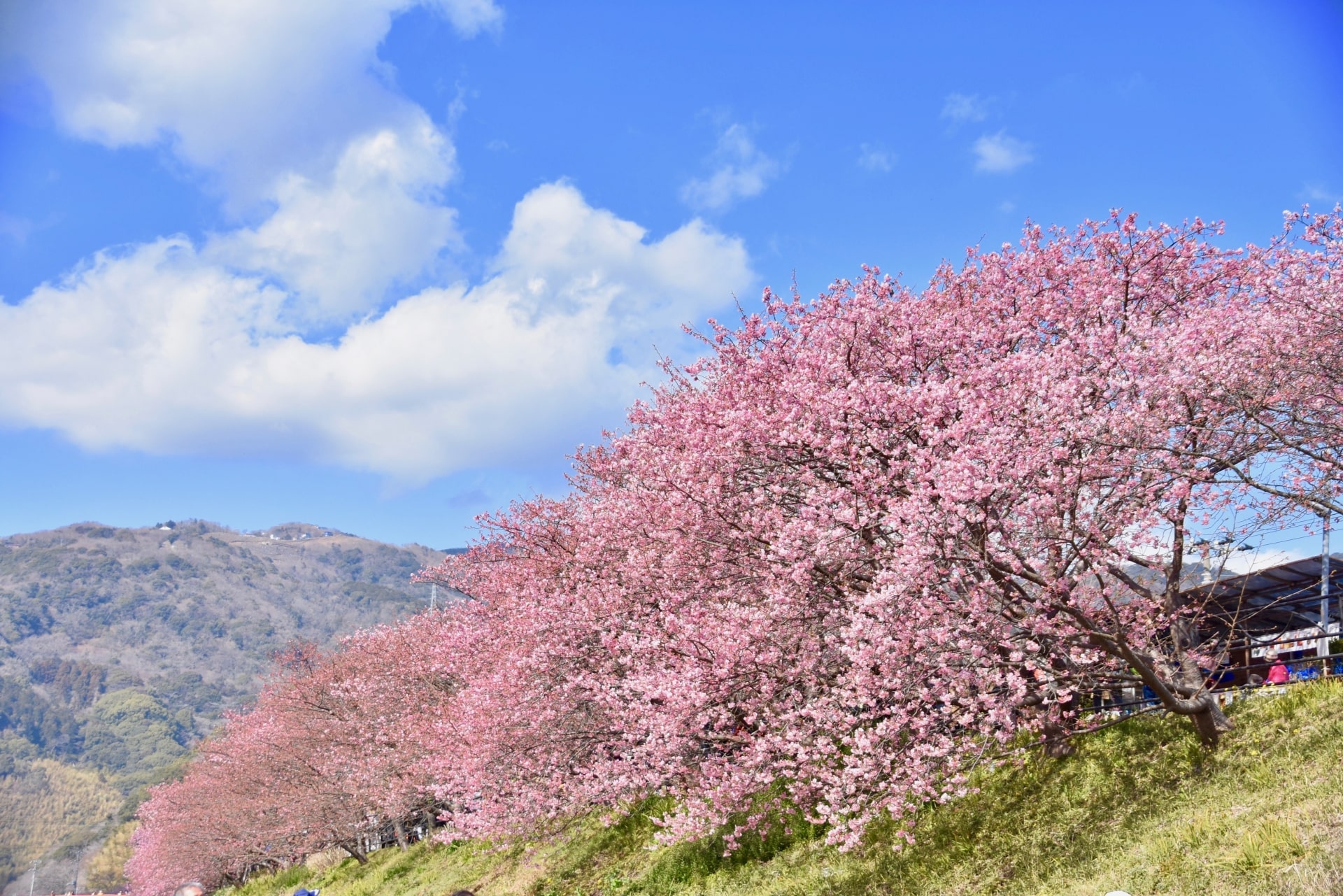 Kawazu Sakura Cherry Blossoms