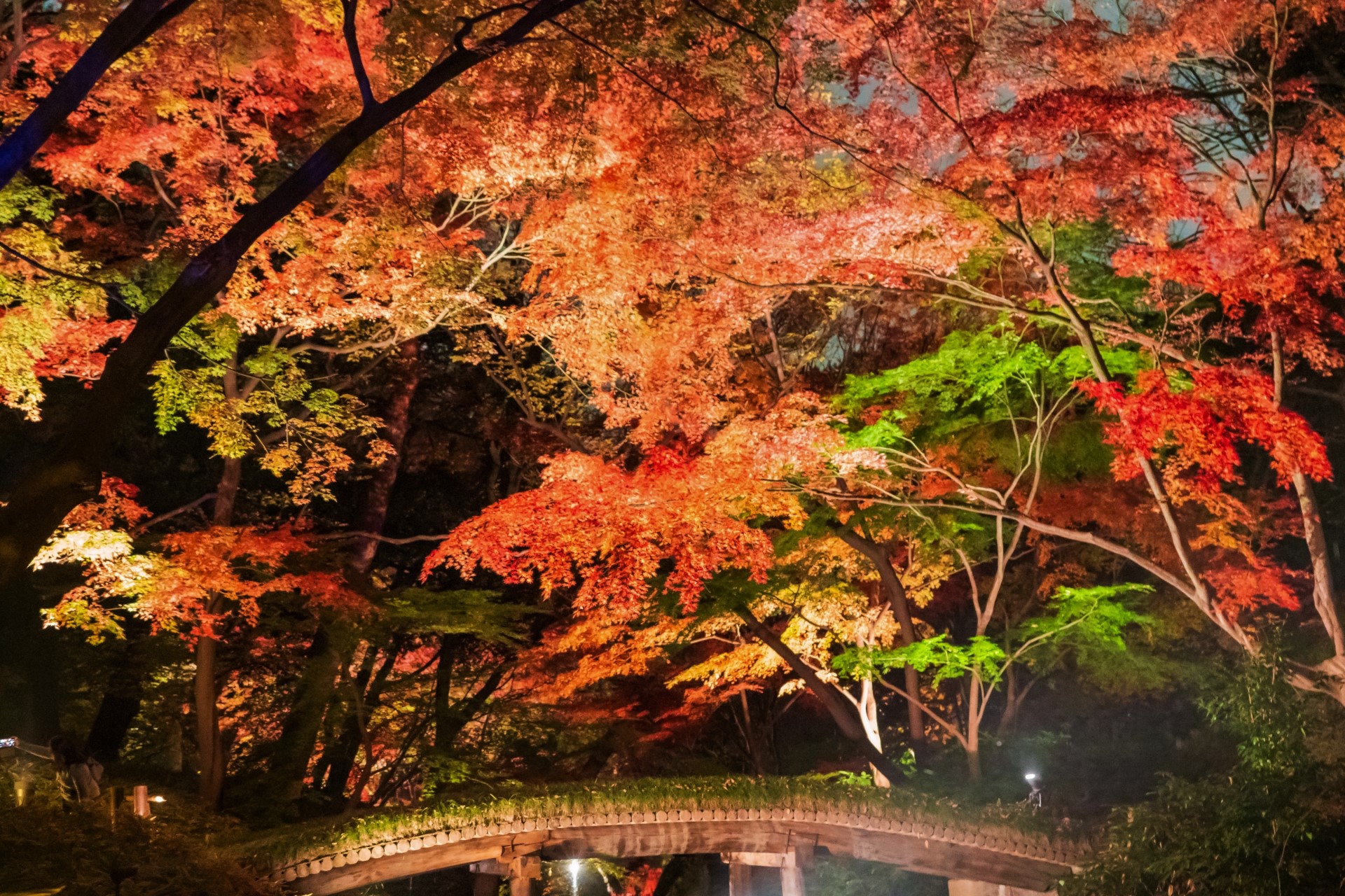 6 Best Places to See Autumn Leaves in Tokyo at Night