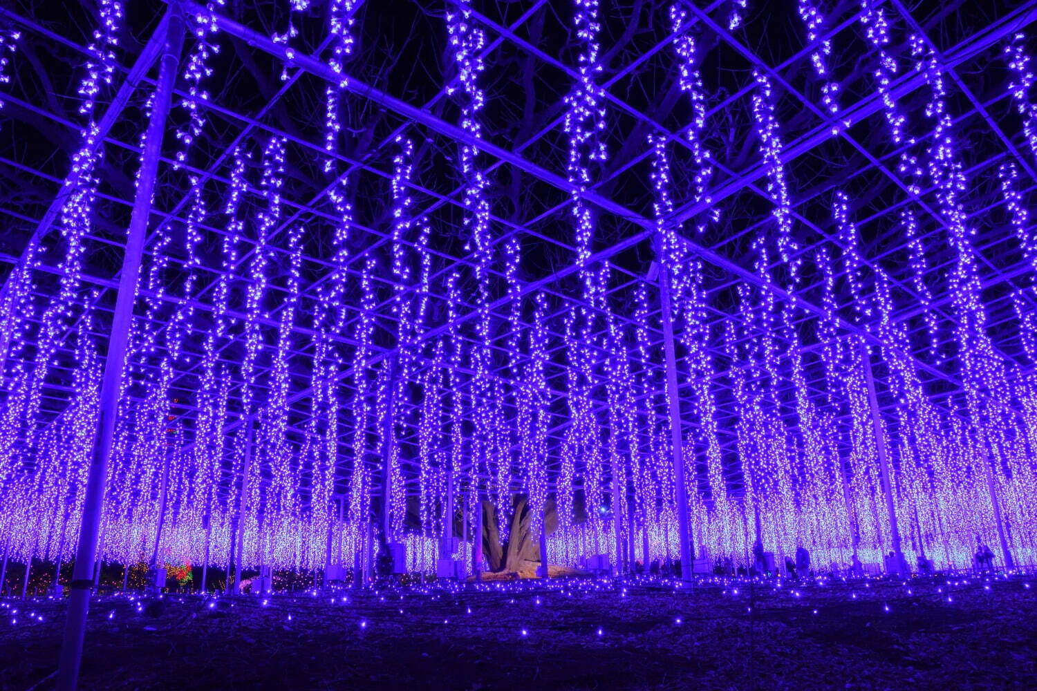 Ashikaga Flower Park Illumination 2023-2024