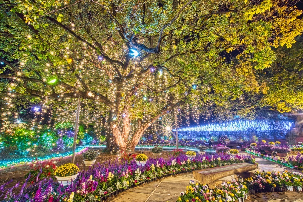 Ashikaga Flower Park Illumination 20232024 Japan Web Magazine