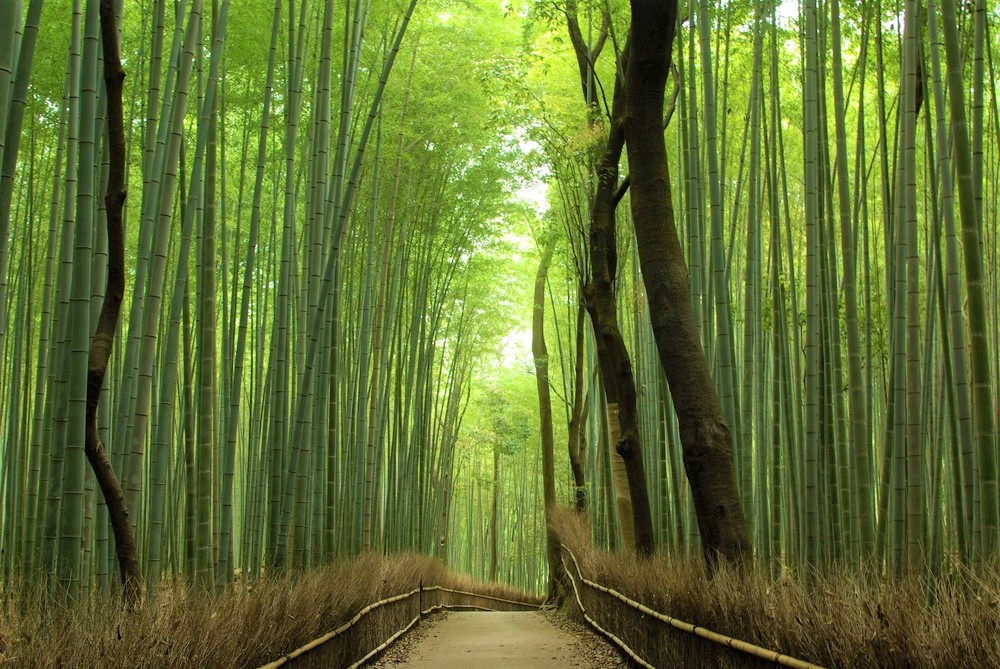 Arashiyama Bamboo Grove