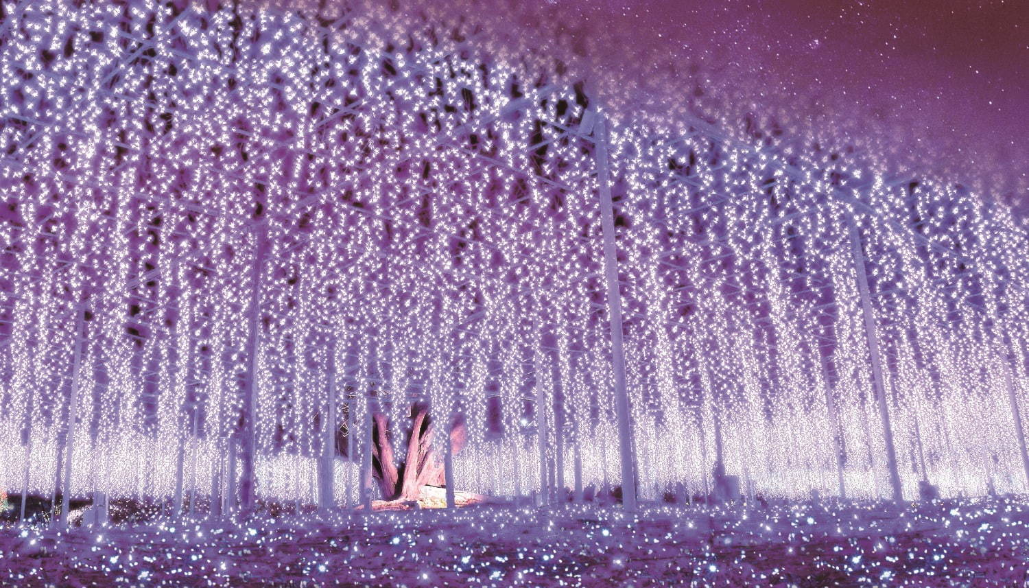 Ashikaga Flower Park Illumination 2021-2022