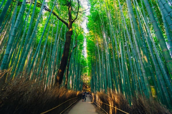 11 Best Day Trips from Osaka - Japan Web Magazine