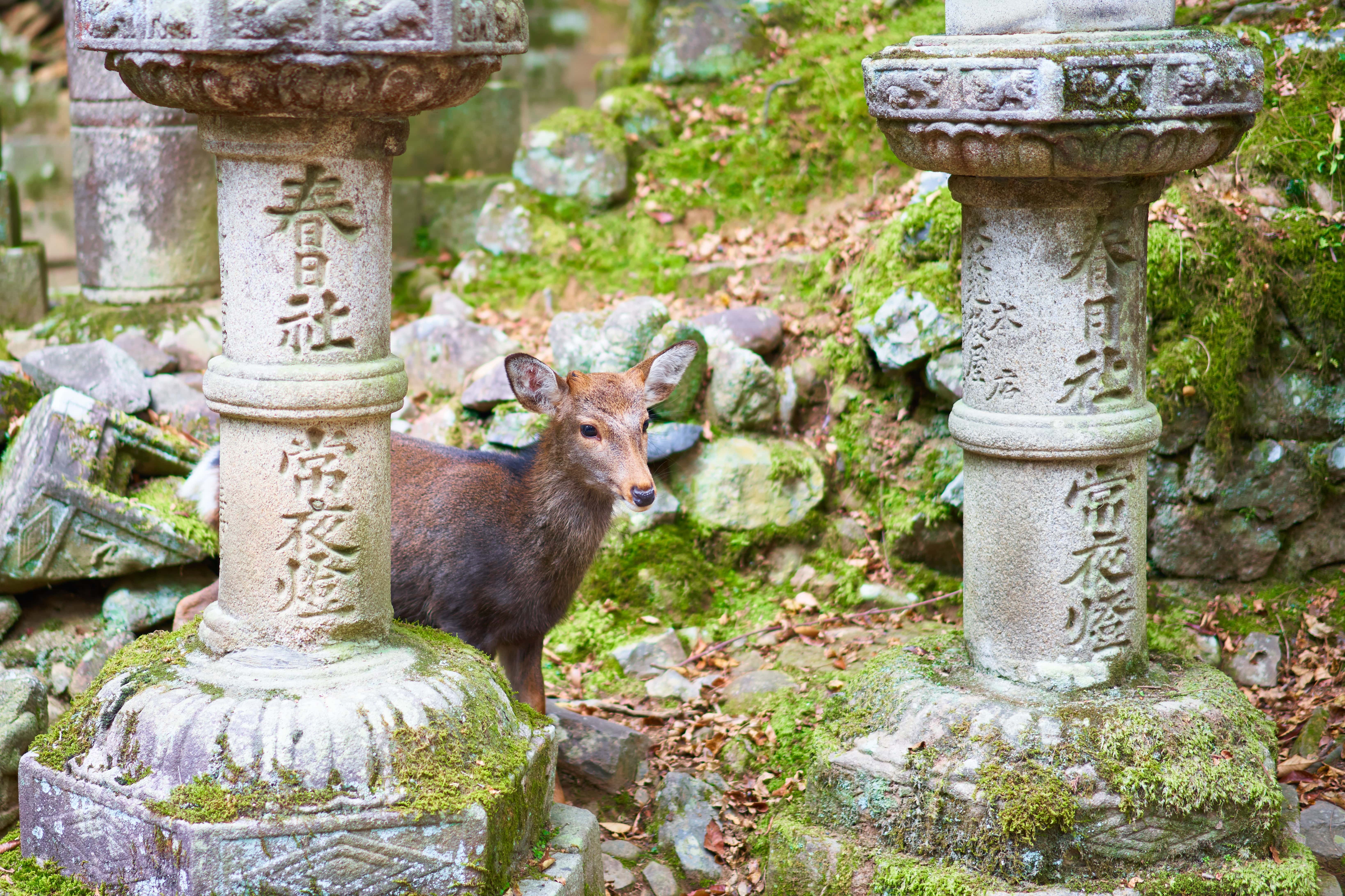 one day trip from osaka