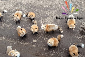 7 Best Places to Meet Wild Animals in Japan