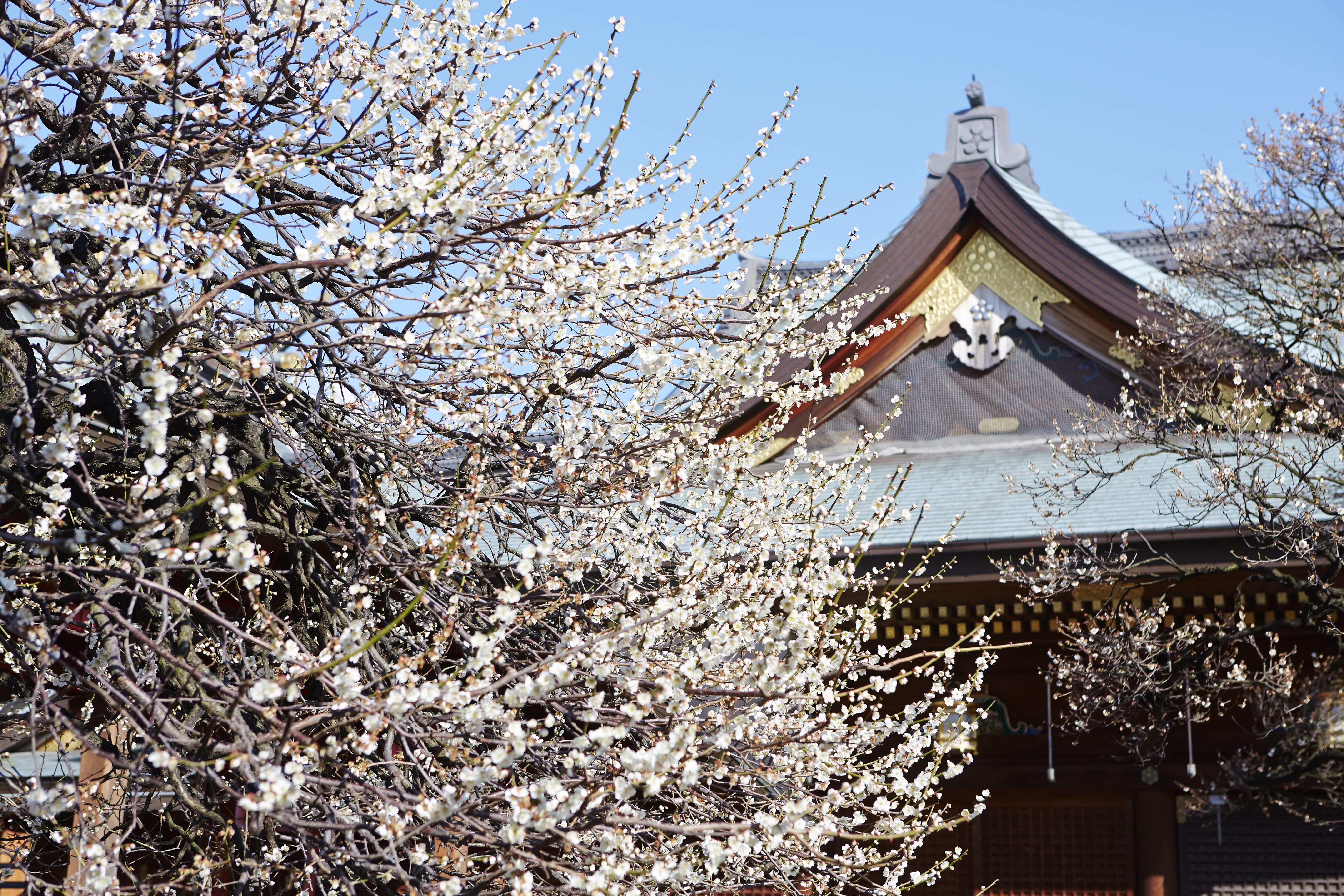 Bunkyo Plum Blossom Festival 2020