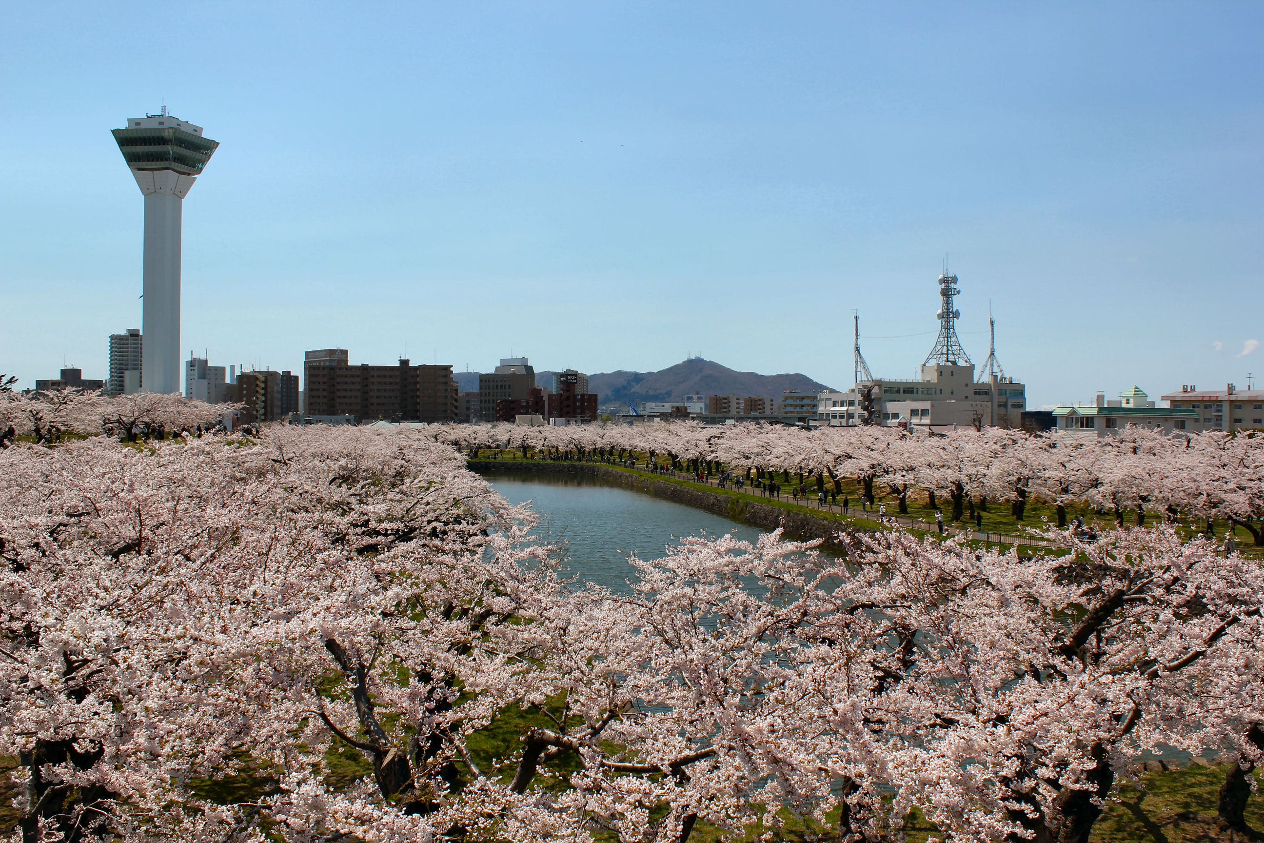 Goryokaku Sakura