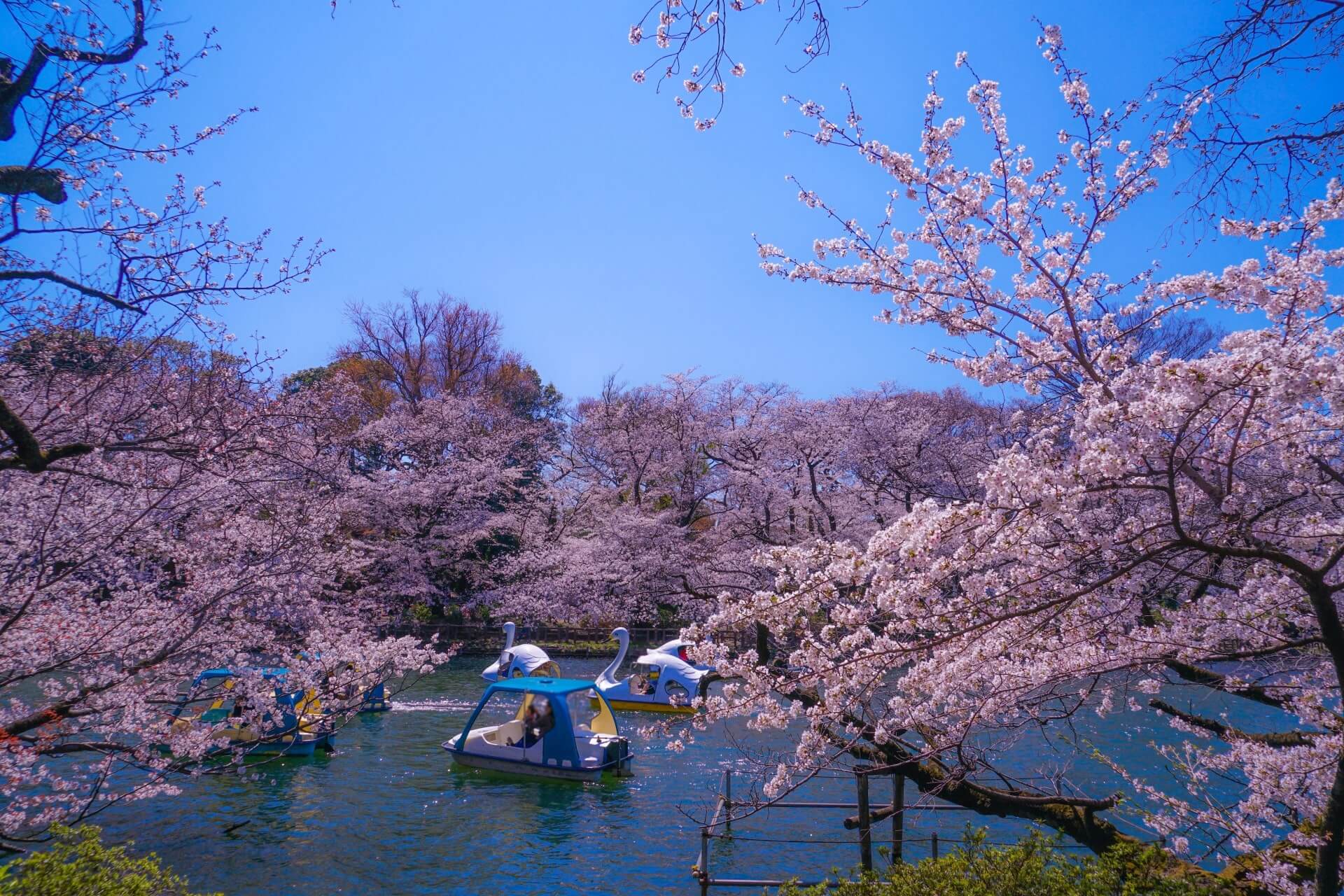 Cherry blossoms are blooming around the pond in Inokashira Park