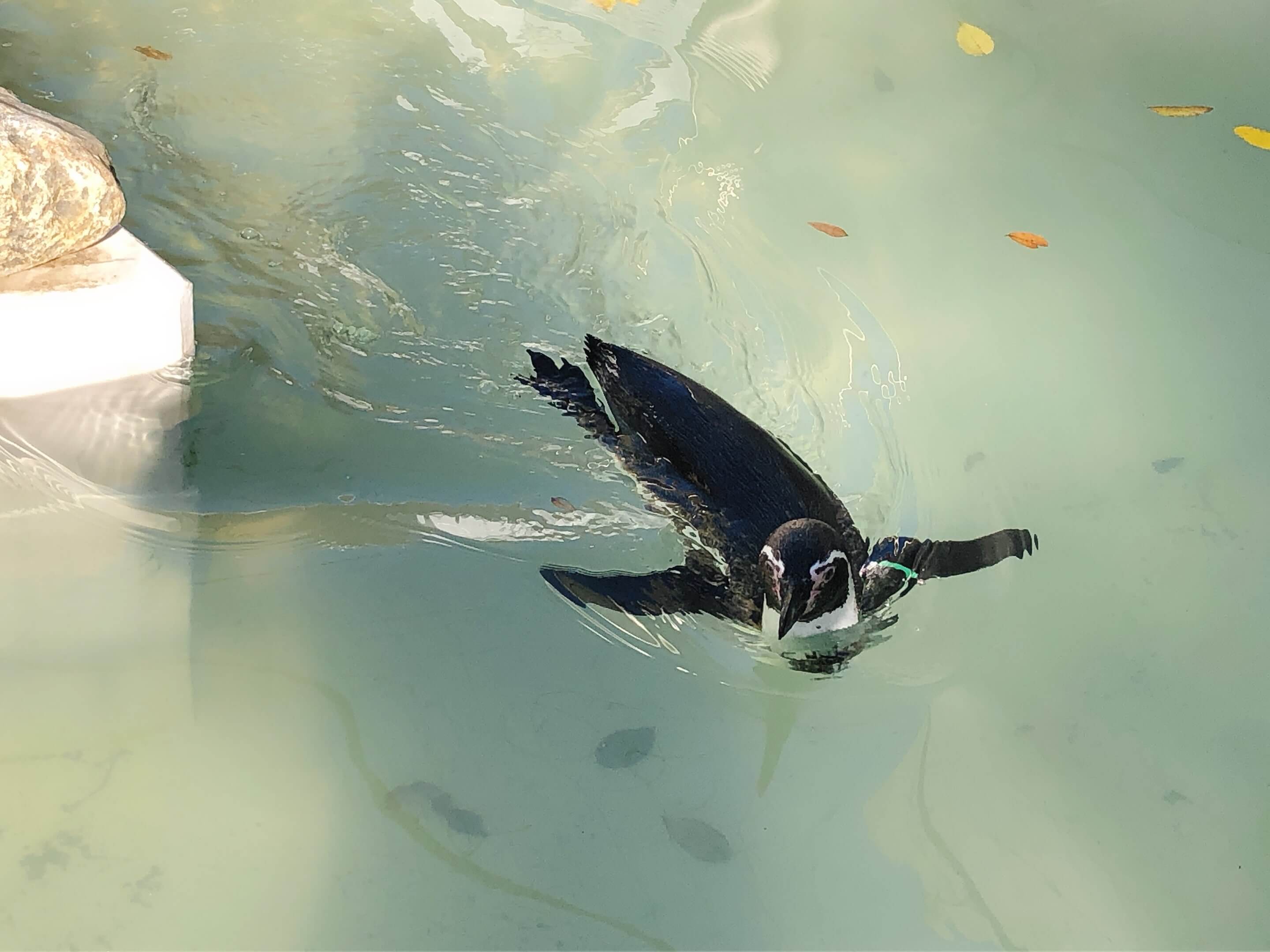 A penguin swimming at Inokashira Park Zoo