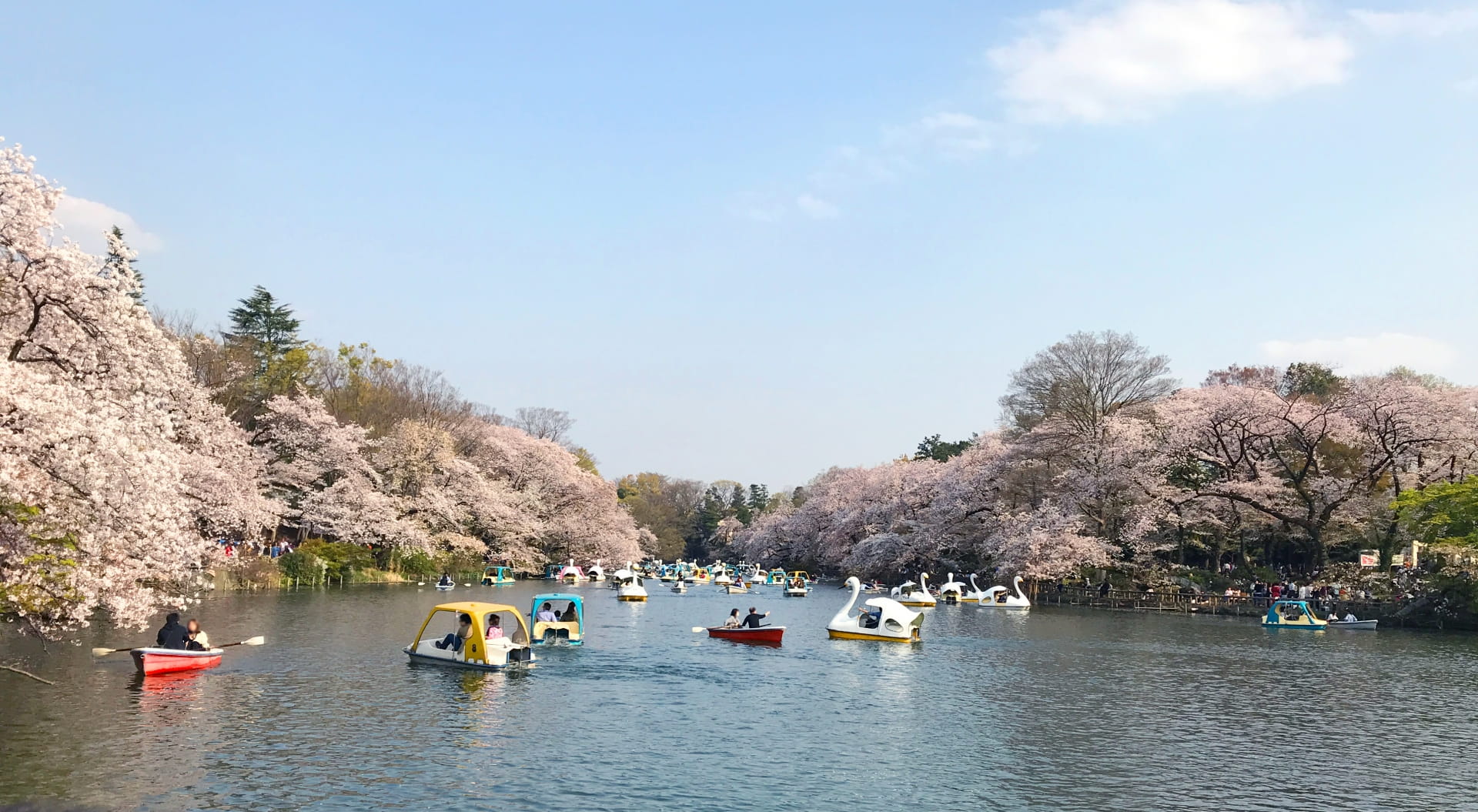 Inokashira Park in spring