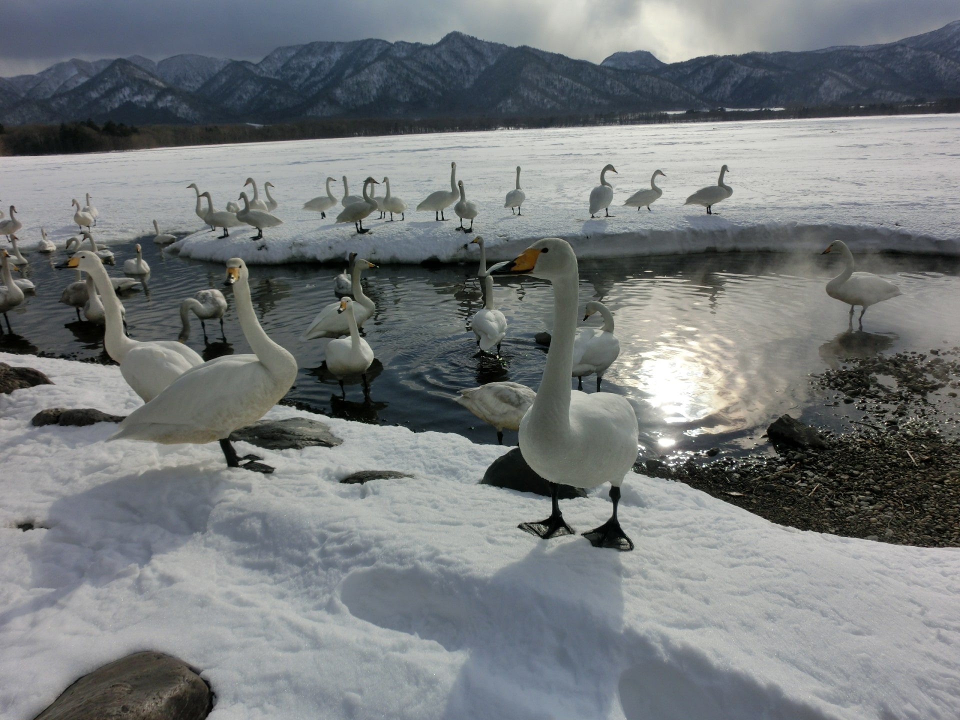 swans at lake kussharo
