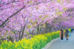 Miura Kaigan Cherry Blossom Festival 