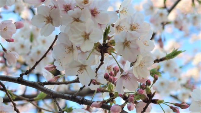 Bunkyo Cherry Blossom Festival 2024 - Japan Web Magazine