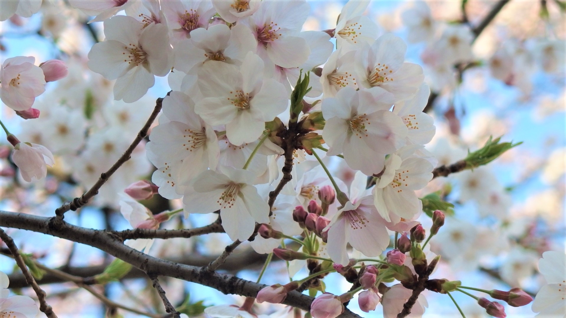 Bunkyo Cherry Blossom Festival 2025 Japan Web Magazine