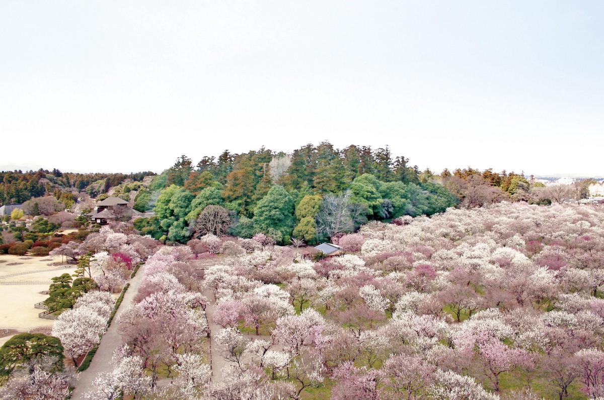 Plum Blossom Festival Japan 2024 Cordy Dominga