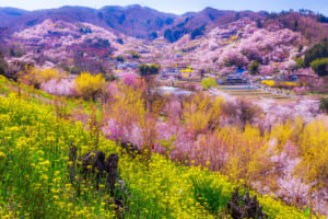Hanamiyama Park: Flower-Filled Shangri-La in Fukushima