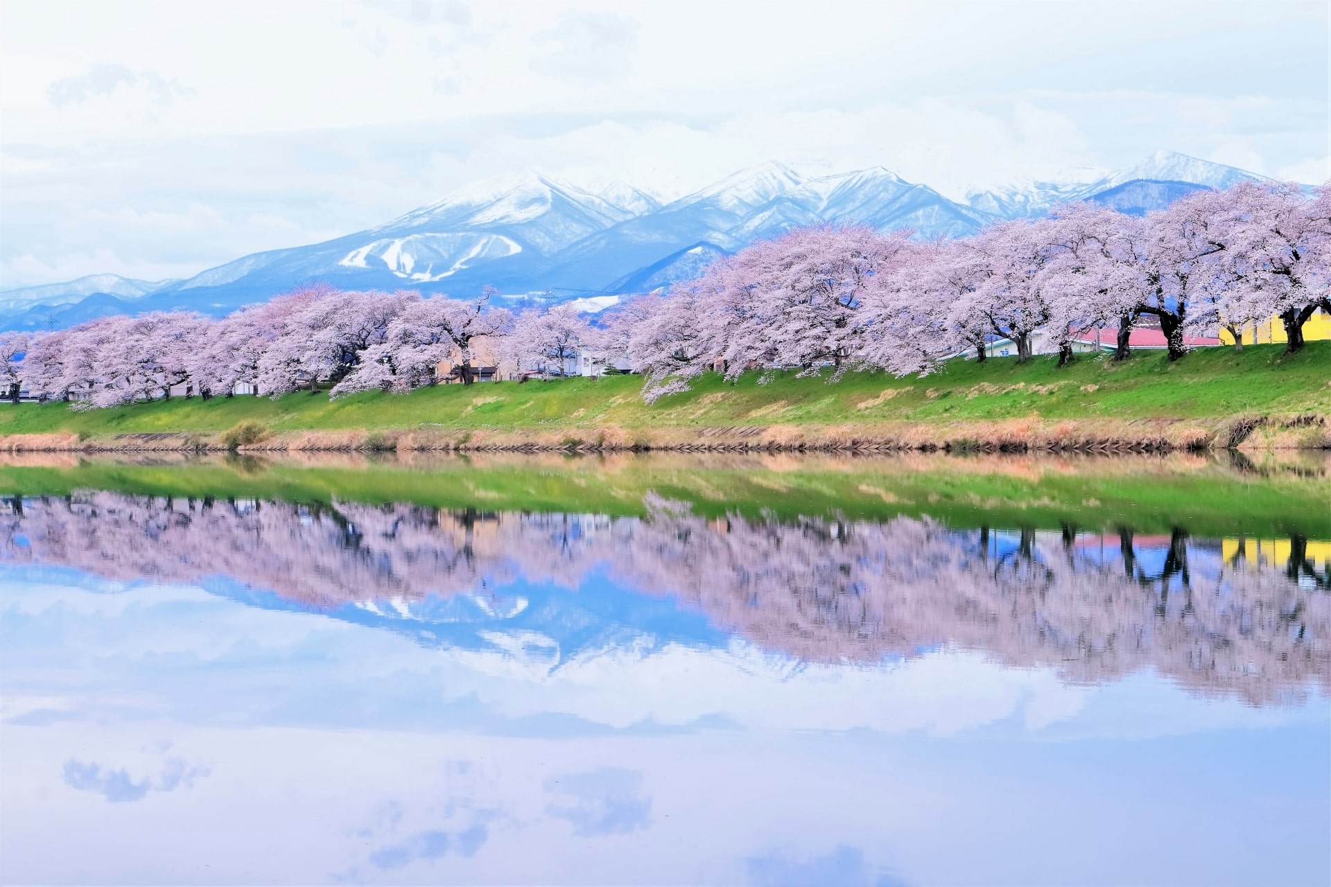 A row of cherry blossoms lined along Shiroishi River 