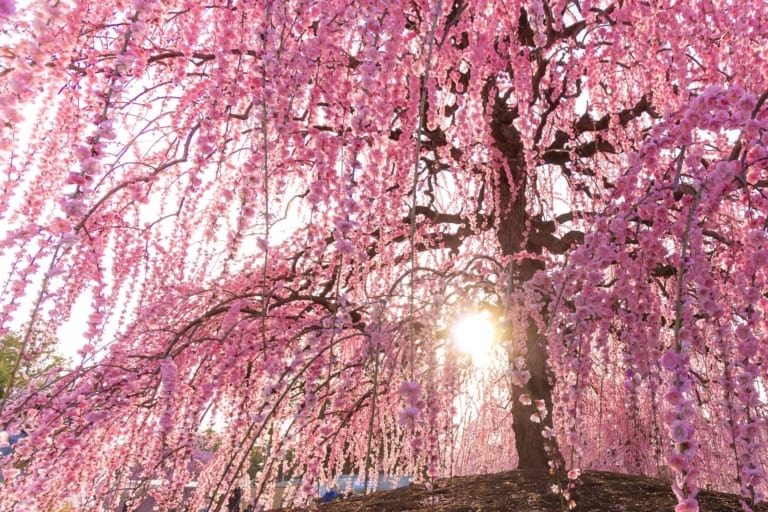 Plum Blossoms in Japan: Best Places to See 2024 - Japan Web Magazine