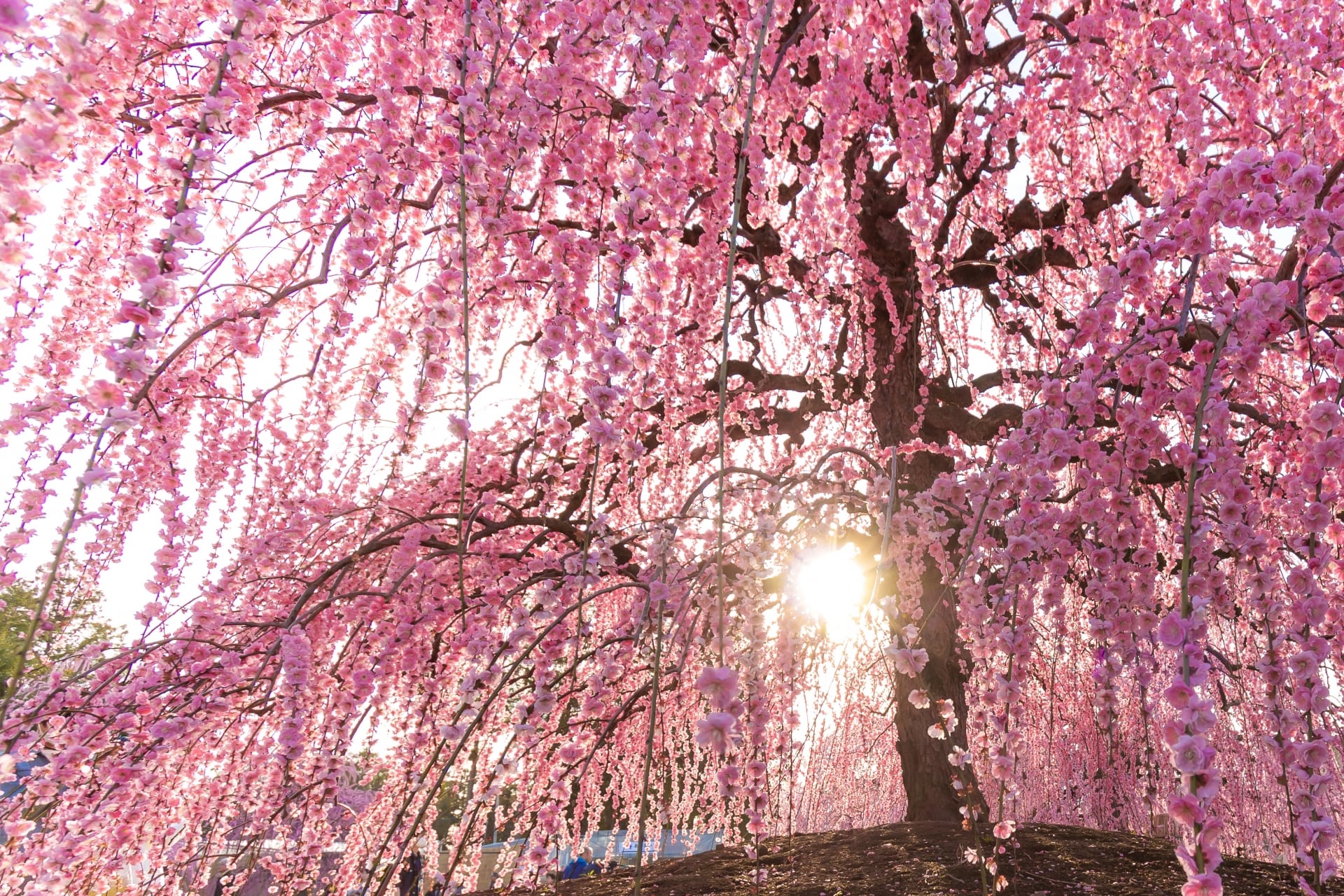 Plum Blossoms in Japan: Best Places to See