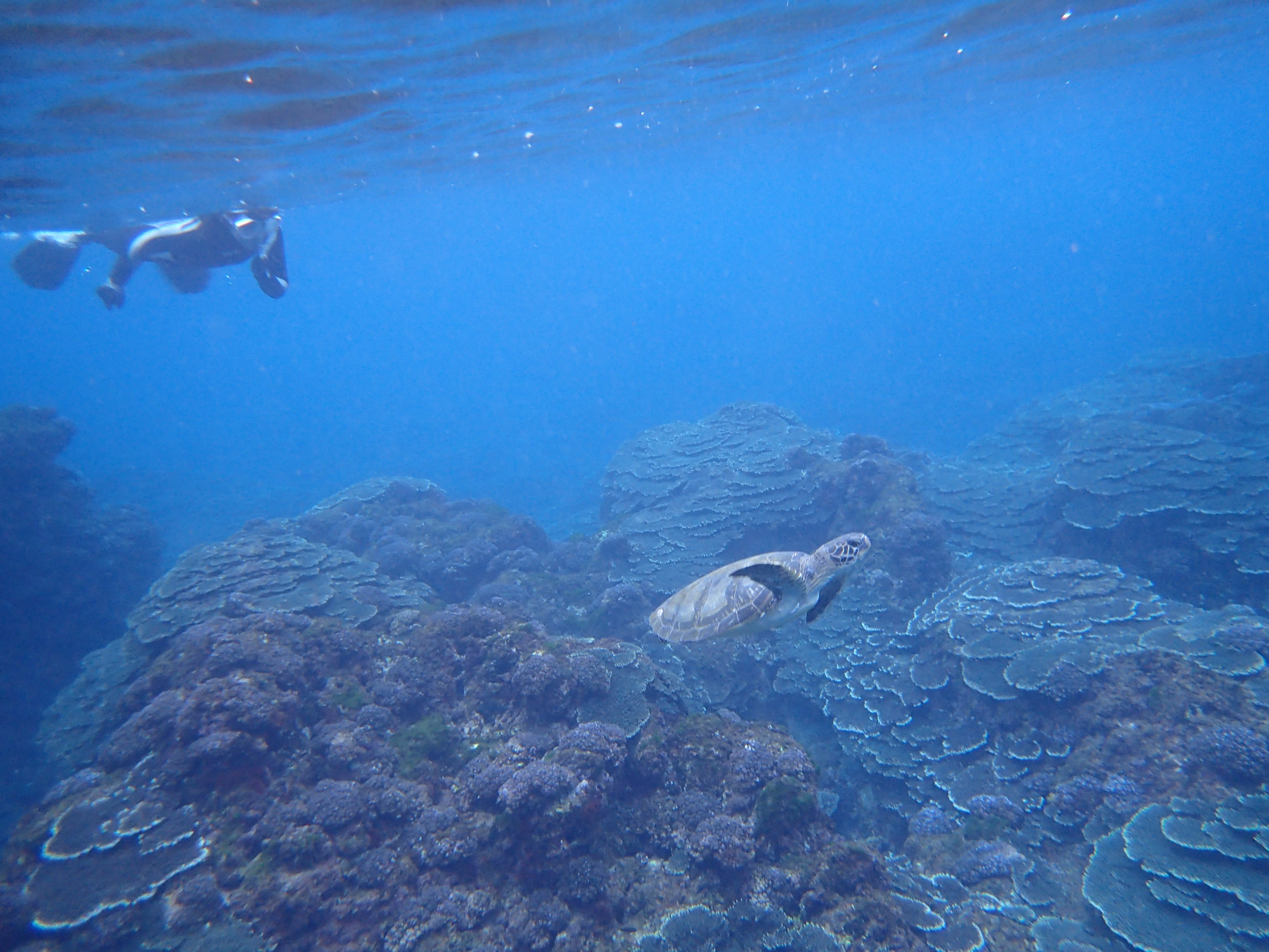 Hachijojima scuba diving