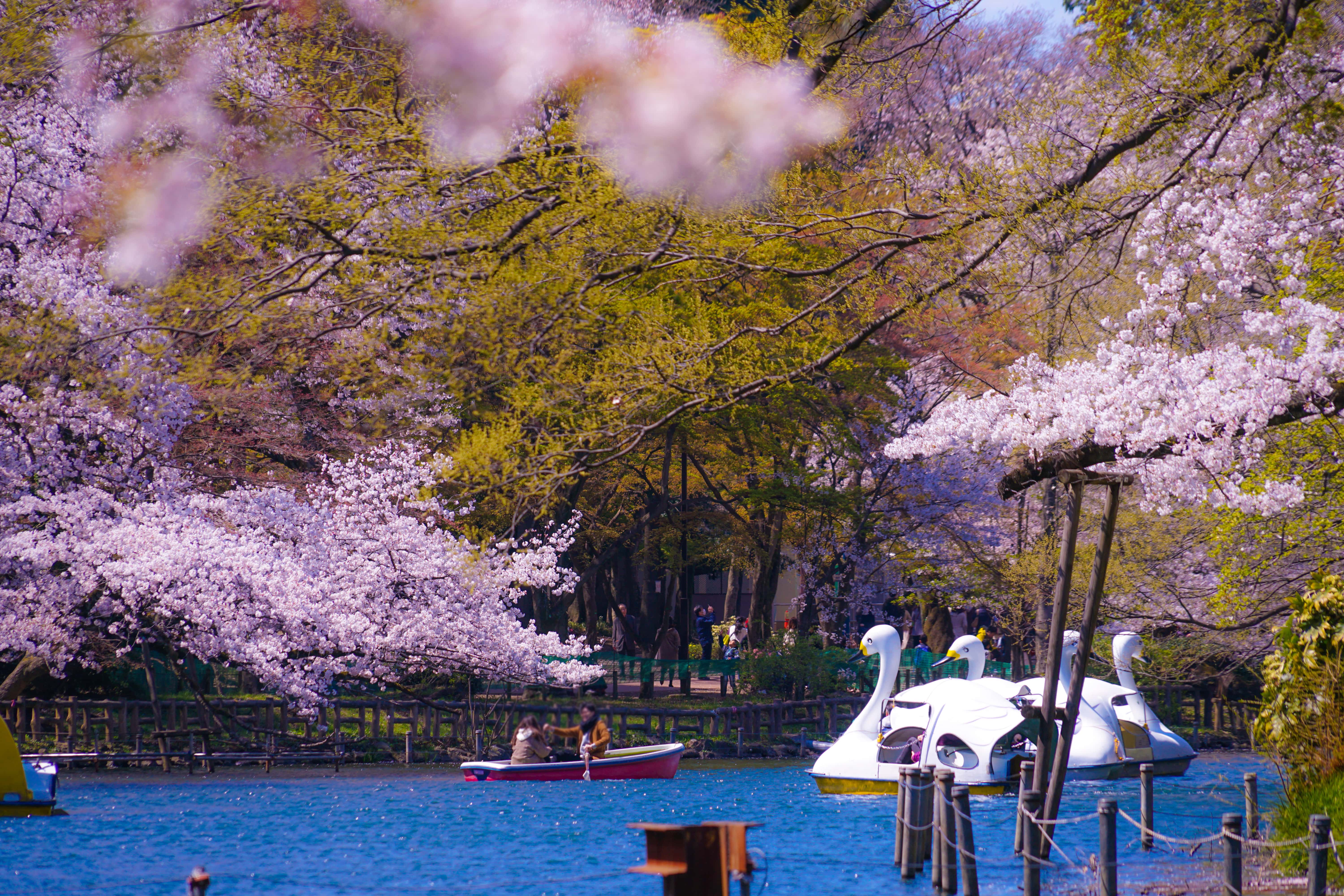 Inokashira park