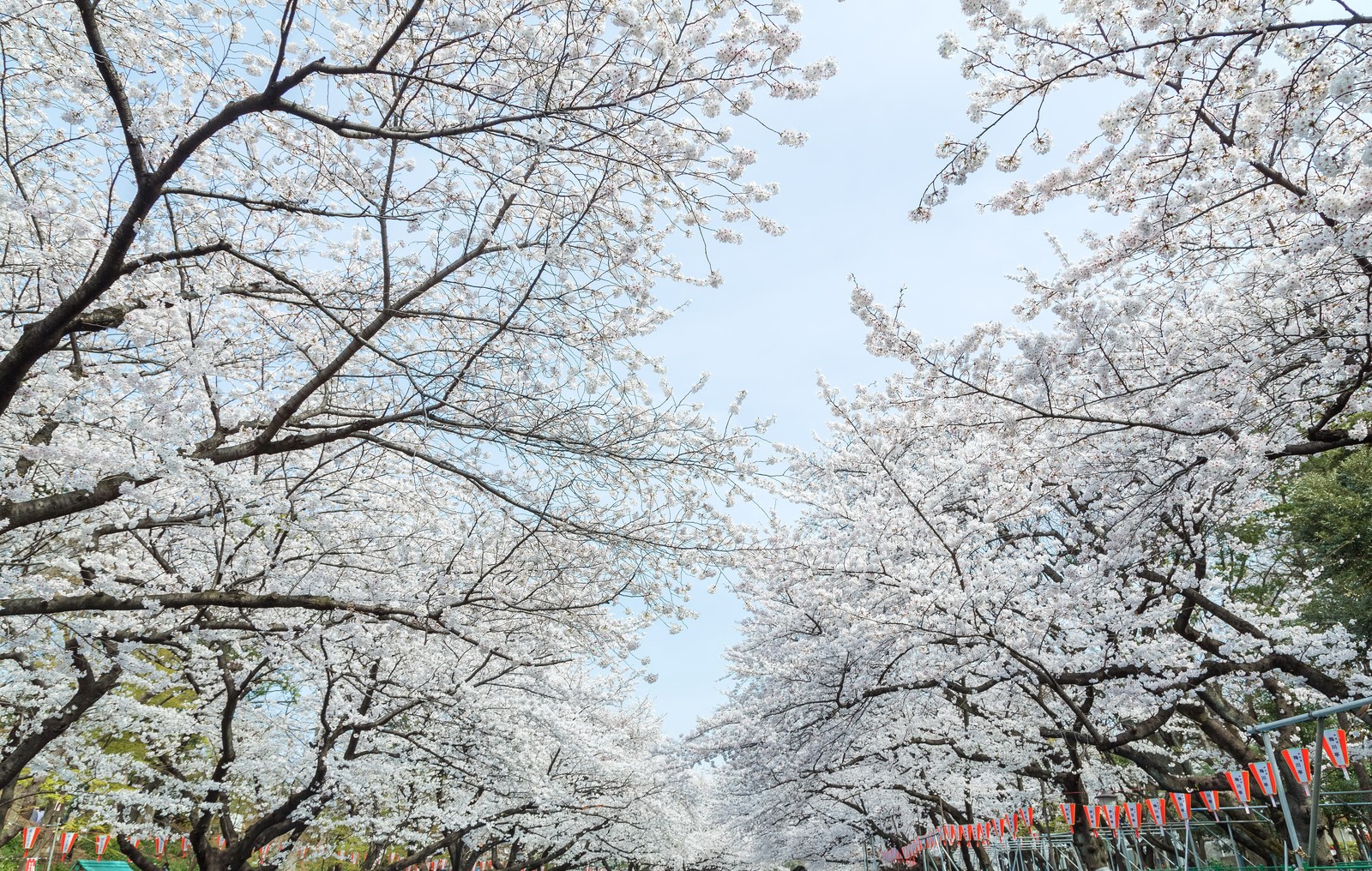 Cherry blossoms blooming at Ueno Park