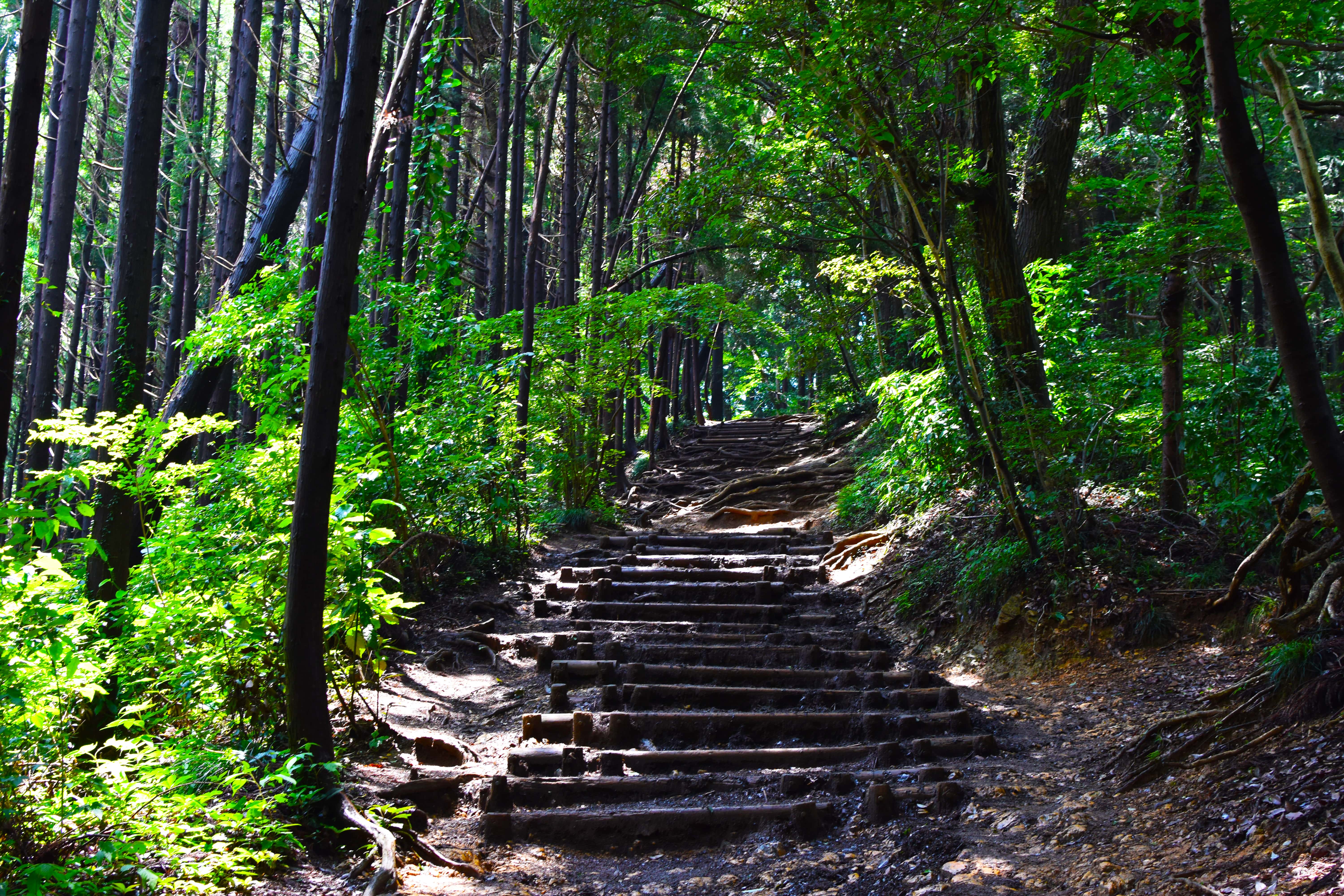 Mt Takao forrest