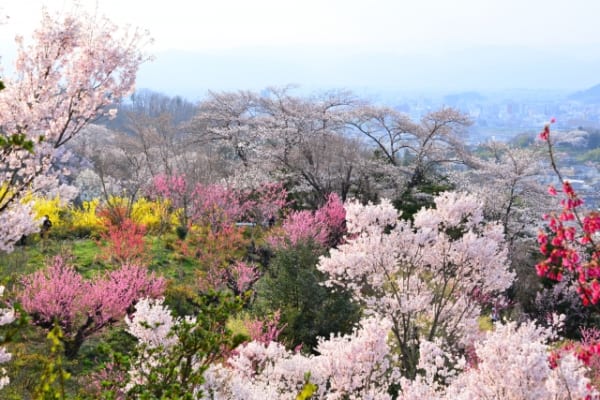 Plum Blossoms in Japan: Best Places to See 2025 - Japan Web Magazine