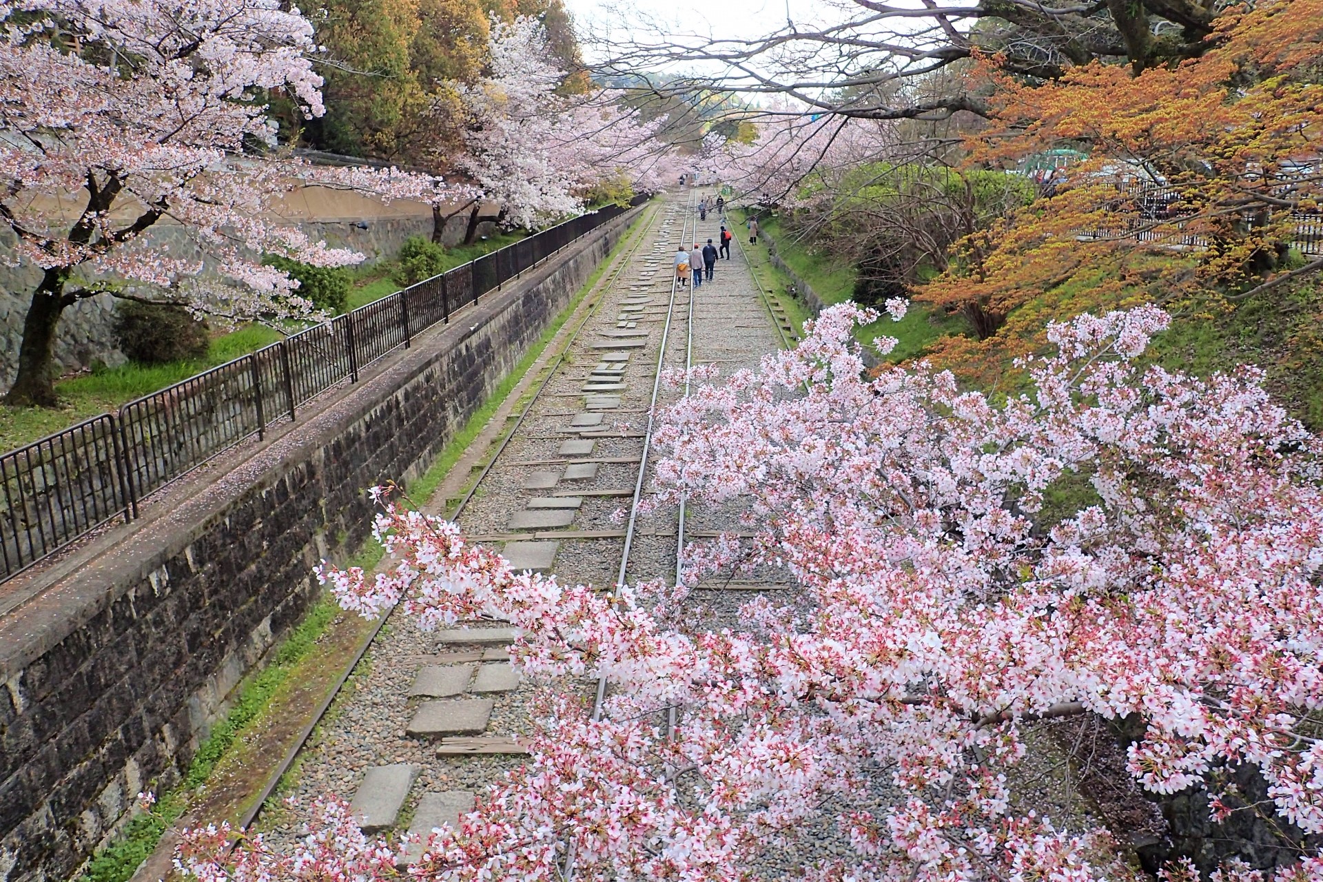 Keage Incline Kyoto: Cherry Blossoms at Old Railroad