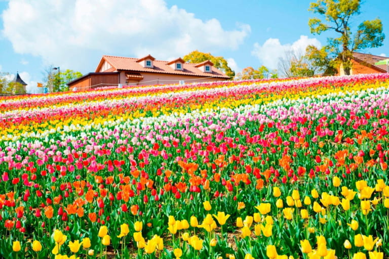 Sakai Tulip Festa 2020 at Harvest Hill in Osaka