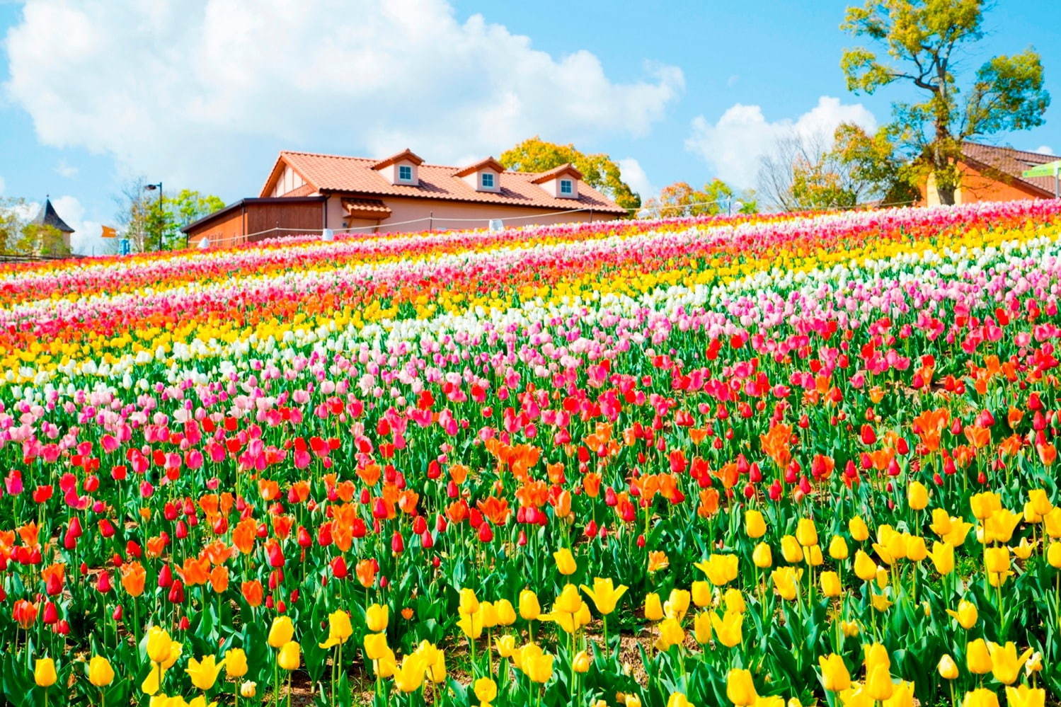 Sakai Tulip Festa at Harvest Hill in Osaka