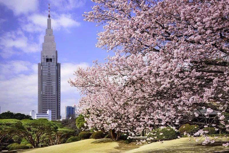  Shinjuku Gyoen