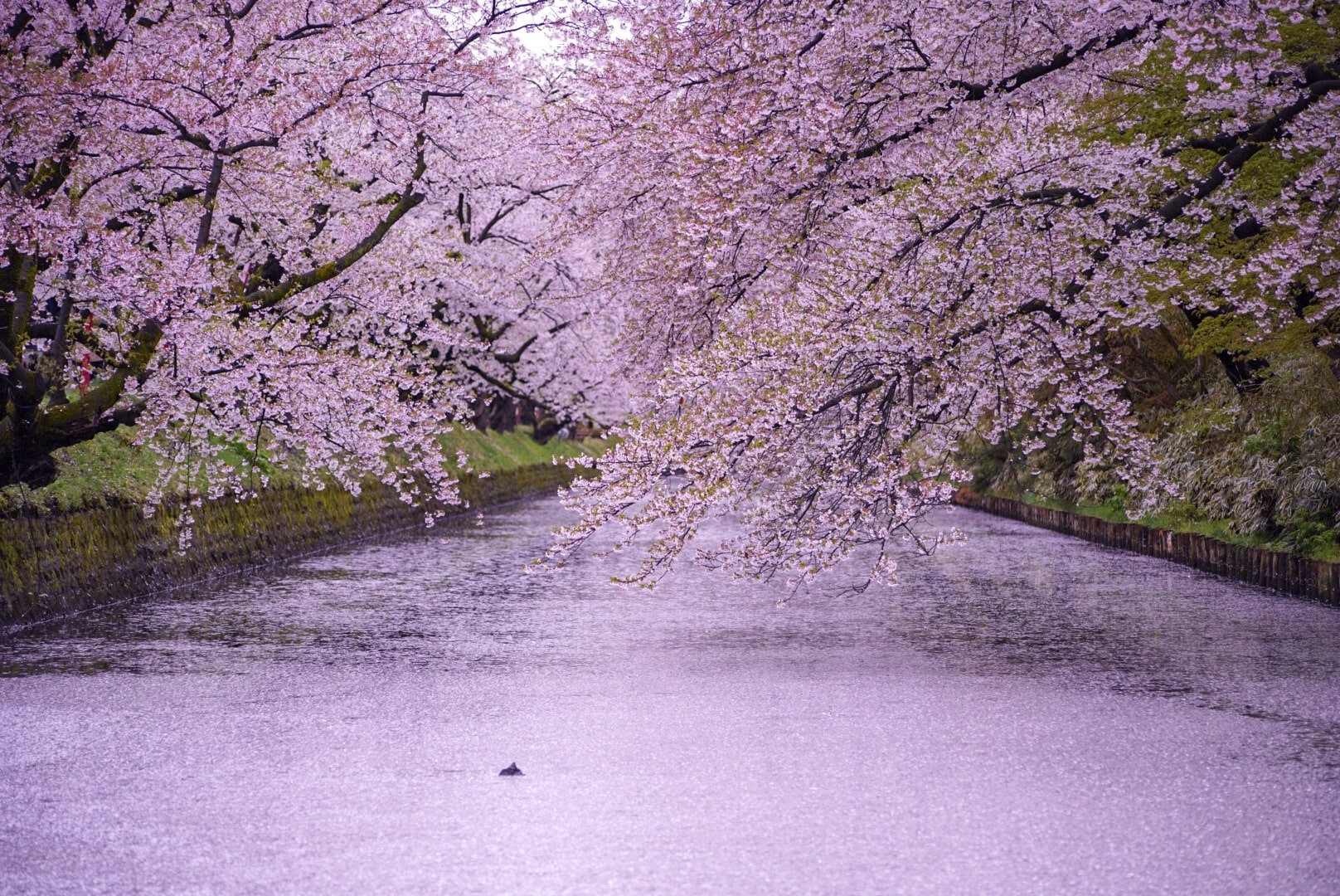 perfect cherry blossom