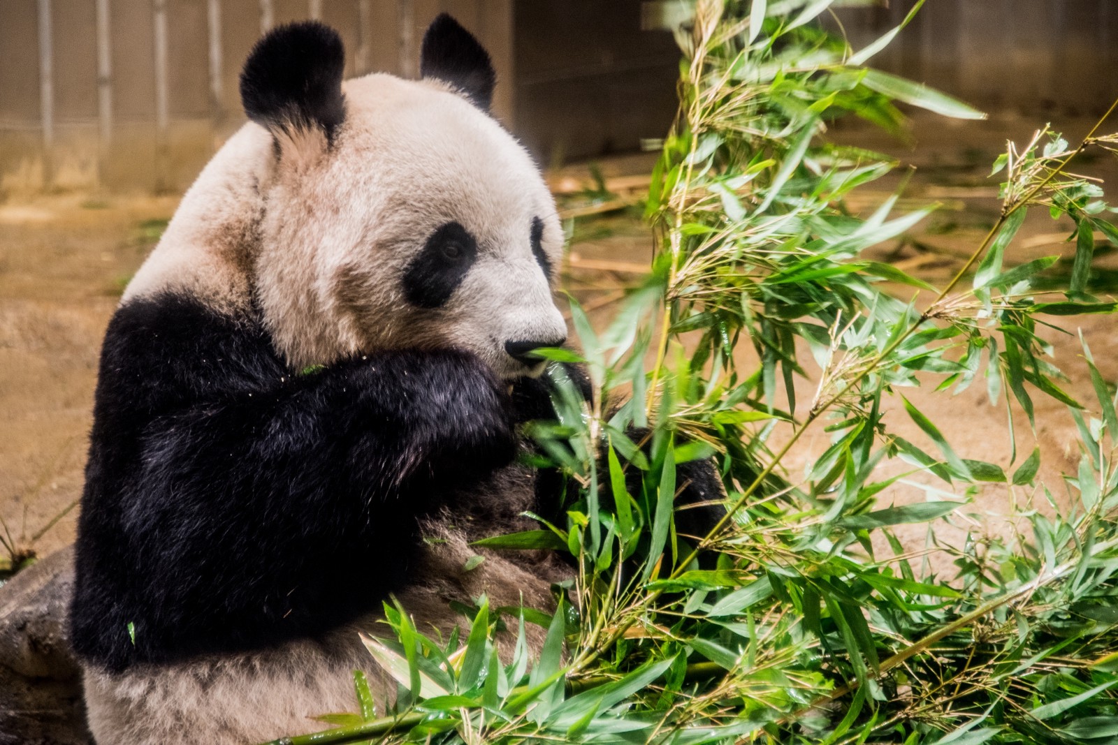 A panda eating bamboo leaves